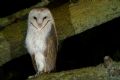 Tyto alba